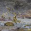 thumbs/E5D_5272.jpg